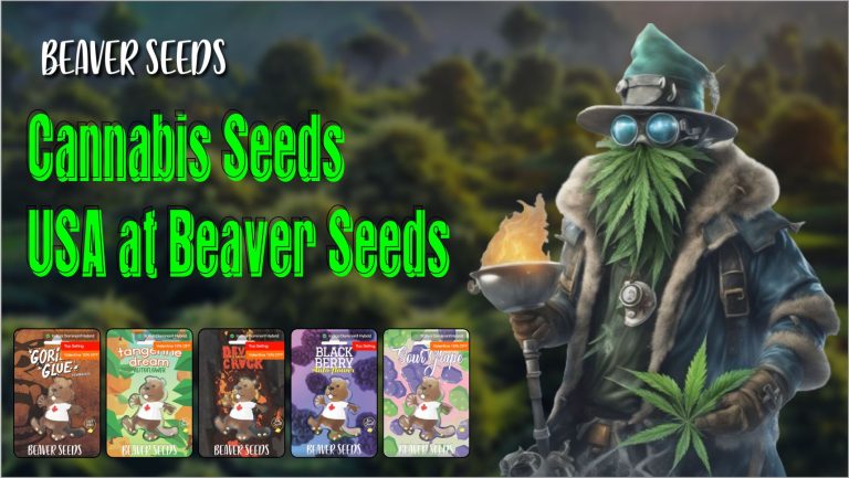 Beaver Seeds 2 768x433
