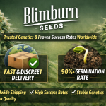 Blimburn Seeds: Trusted Genetics with Proven Success Rates Worldwide